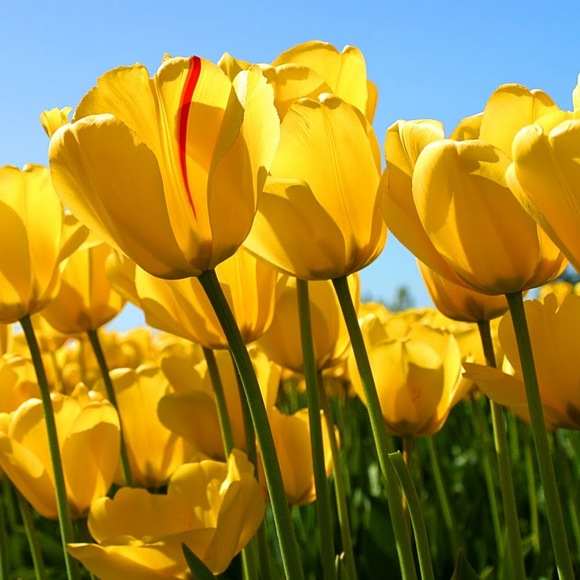 Meet your Posher, Nancy - Picture 1 of 1